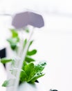 Hydroponics method of growing plants.Vegetables hydroponics farm Royalty Free Stock Photo