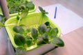 Hydroponics. The method of growing plants in water without land in the laboratory. Biological and botanical experiments. Young