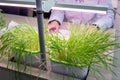 Hydroponics. The method of growing plants in water without land in the laboratory. Lab hands and green wheat sprouts. Biological