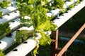 The hydroponics Organic hydroponic vegetable in cultivation farm