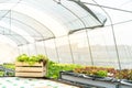 Hydroponics, organic vegetables on wooden in greenhouse owner small business