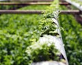 Hydroponics plantation farm