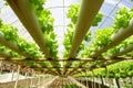 Hydroponics plantation farm