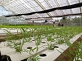 HYDROPONICS, A PROFITABLE PLANT CULTIVATION WAY