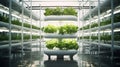 a hydroponics rack supporting a water field where vegetables thrive in a greenhouse, in a minimalist modern style Royalty Free Stock Photo