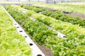 Hydroponics system greenhouse and organic vegetables salad in hydroponics farm for health, food and agriculture concept design Royalty Free Stock Photo