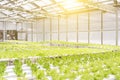 Hydroponics system greenhouse and organic vegetables salad in hydroponics farm for health, food and agriculture concept design Royalty Free Stock Photo