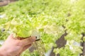 Hydroponics system greenhouse and organic vegetables salad in hydroponics farm for health, food and agriculture concept design Royalty Free Stock Photo