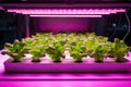 hydroponics system using led lights for plant growth