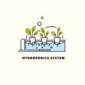 Hydroponics system. Vector illustration