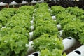 Hydroponics vegetable Royalty Free Stock Photo