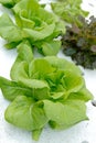 Hydroponics vegetable Royalty Free Stock Photo