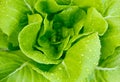 Hydroponics vegetable Royalty Free Stock Photo