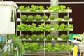 Hydroponics vegetable Royalty Free Stock Photo