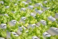 Hydroponics vegetable Royalty Free Stock Photo