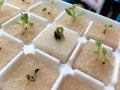 Hydroponics vegetable