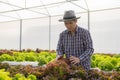 Hydroponics Vegetable Concepts Asian young man inspecting and picking fresh lettuce On the farm, see the harvesting process Royalty Free Stock Photo