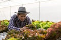 Hydroponics Vegetable Concepts Asian young man inspecting and picking fresh lettuce On the farm, see the harvesting process Royalty Free Stock Photo