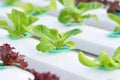 Hydroponics vegetable Royalty Free Stock Photo