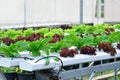 Hydroponics vegetable Royalty Free Stock Photo