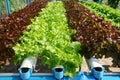 Hydroponics vegetable farming Royalty Free Stock Photo
