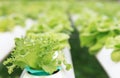 hydroponics vegetable with water dew Royalty Free Stock Photo