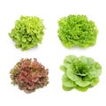 Hydroponics vegetables collection Royalty Free Stock Photo