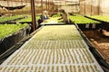 Hydroponics Vegetables Greenhouse Royalty Free Stock Photo