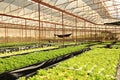 Hydroponics Vegetables Greenhouse Royalty Free Stock Photo