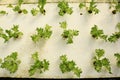 Hydroponics Vegetables Greenhouse Royalty Free Stock Photo