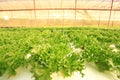 Hydroponics Vegetables Greenhouse in the Royal Agriculture Station Inthanon Royalty Free Stock Photo