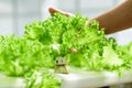 Hydroponics vegetables plant in greenhouse Royalty Free Stock Photo