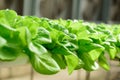 Hydroponics vegetables plant in greenhouse Royalty Free Stock Photo