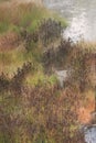 Hydrothermal Plants growing in a hot spring in Yellowstone National Park USA