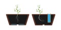 Hydrotropism - plant`s growth response in which the direction of growth is determined by a stimulus or gradient in water