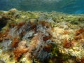 Hydrozoa feather hydroid or feathered hydroid, Christmas tree hydroid Pennaria disticha undersea Royalty Free Stock Photo