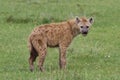 Hyena