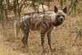 Hyena