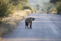 Hyena in the African savannah of South Africa, these African carnivorous mammals are enemies of lions and lycaon Royalty Free Stock Photo