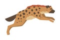 Hyena as Carnivore Mammal with Spotted Coat and Rounded Ears Running Vector Illustration