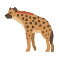 Hyena as Carnivore Mammal with Spotted Coat and Rounded Ears Standing Vector Illustration