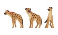 Hyena as Carnivore Mammal with Spotted Coat and Rounded Ears Standing Vector Set