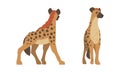 Hyena as Carnivore Mammal with Spotted Coat and Rounded Ears Standing Vector Set