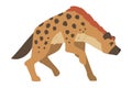 Hyena as Carnivore Mammal with Spotted Coat and Rounded Ears Walking Vector Illustration