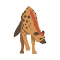 Hyena as Carnivore Mammal with Spotted Coat and Rounded Ears Walking Vector Illustration