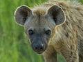 Hyena Biyamiti Royalty Free Stock Photo