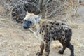 A hyena with bright eyes