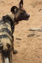 Hyena captured in Namibia