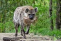 Hyena carries hay 2 Royalty Free Stock Photo