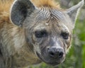 Hyena